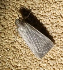 Tathorhynchus fallax