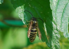 Vespula flaviceps