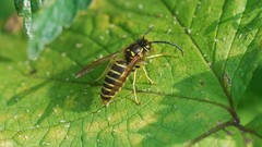 Vespula flaviceps