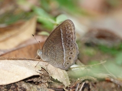 Mycalesis janardana