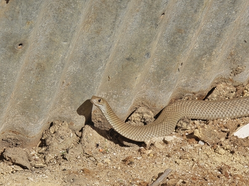 Eastern Brown Snake sighting