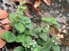 Scutellaria indica