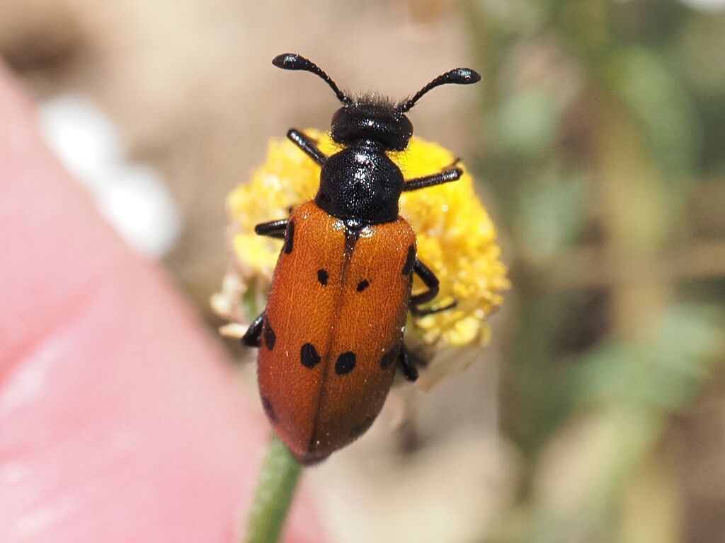 Actenodia billbergi