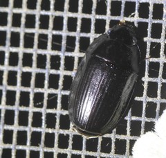 Pseudomorphini