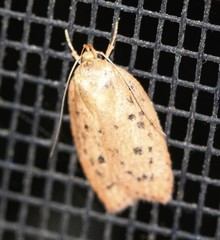 Garrha atripunctatella