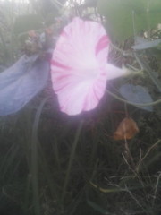 Ipomoea purpurea