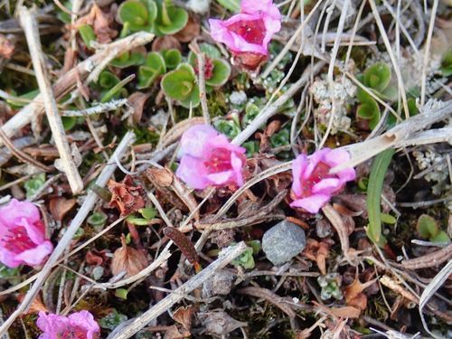 Purple Saxifrage