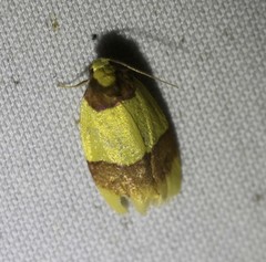 Heterallactis euchrysa