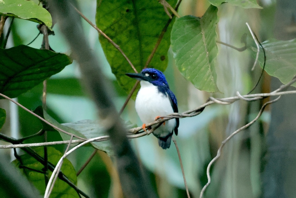 Makira Dwarf-Kingfisher photo