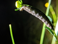 Condicinae