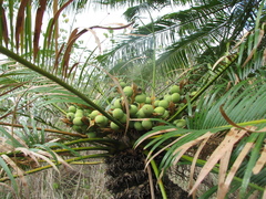 Cycas