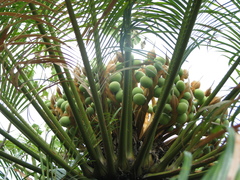 Cycas