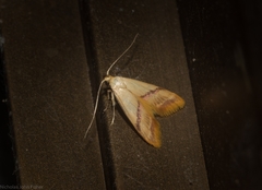 Hapaloteucha paragramma