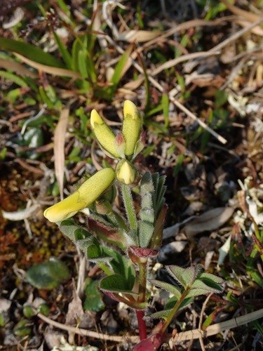 Tundra Milkvetch