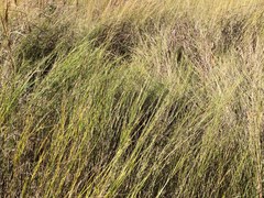 Muhlenbergia cuspidata
