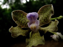 Vanda tessellata
