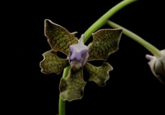 Vanda tessellata