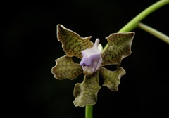 Vanda tessellata