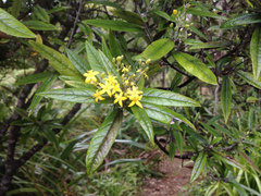Corokia buddleioides