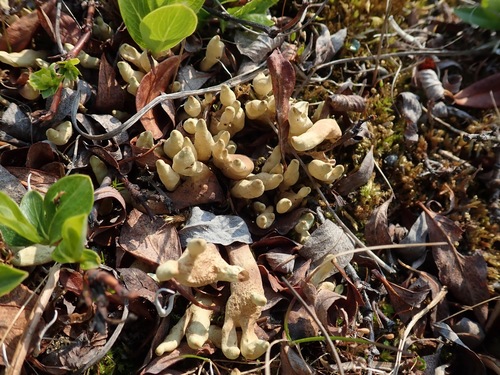 Arctic Butterfingers Lichen