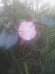 Ipomoea purpurea