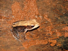 Clinotarsus curtipes