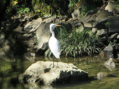 Ardea alba modesta