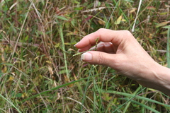 Paspalum laeve