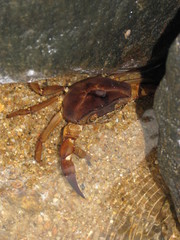 Gecarcinucidae