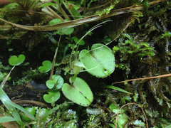 Corybas rivularis