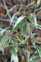 Pleioblastus fortunei