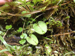 Corybas rivularis