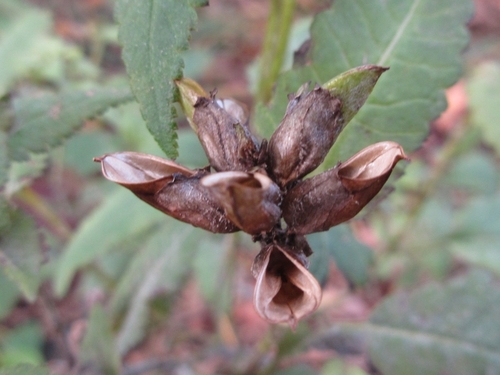 Pedicularis resupinata