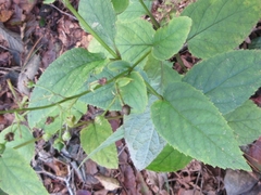 Scrophularia kakudensis