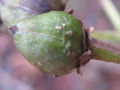 Scrophularia kakudensis