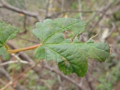 Acer ukurunduense