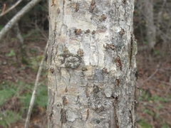 Acer ukurunduense