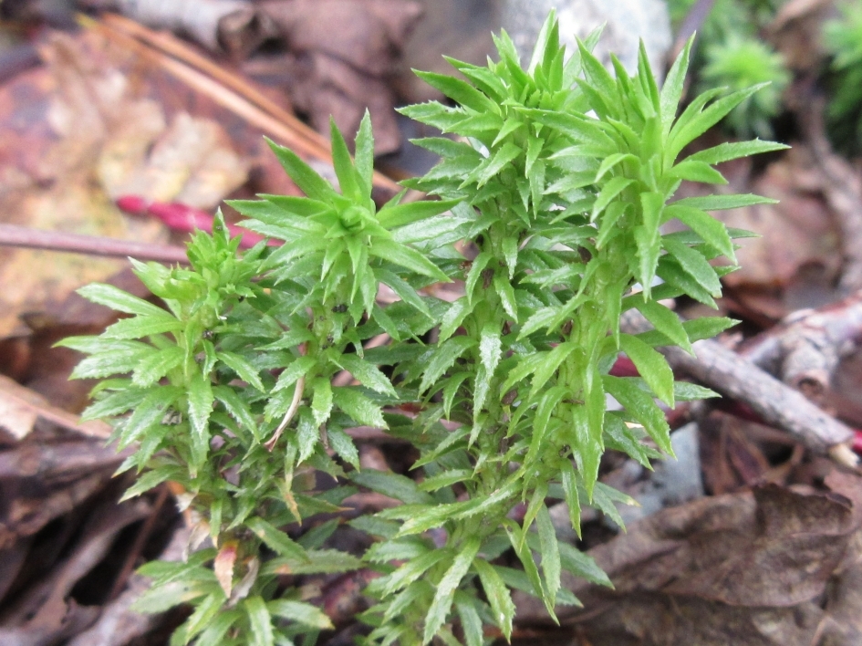 Huperzia serrata