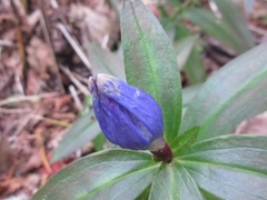 Gentiana scabra