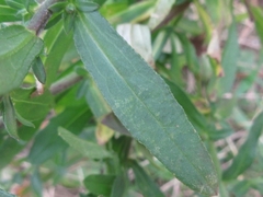 Galatella meyendorffii