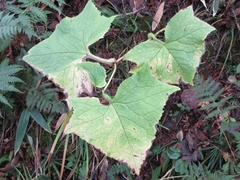 Parasenecio auriculatus