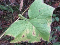 Parasenecio auriculatus