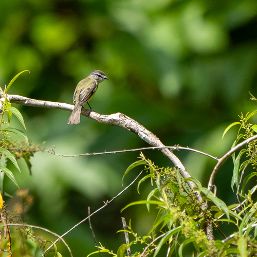 Sooty-headed Tyrannulet (Phyllomyias griseiceps)
