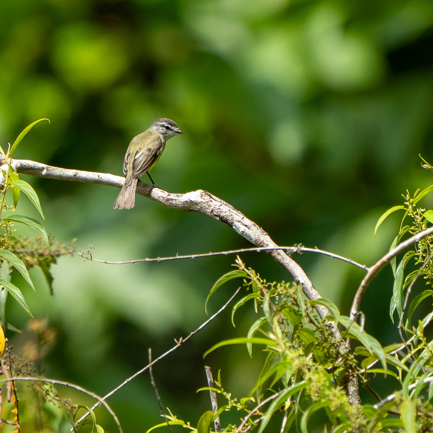 Sooty-headed Tyrannulet (Phyllomyias griseiceps), photo 1