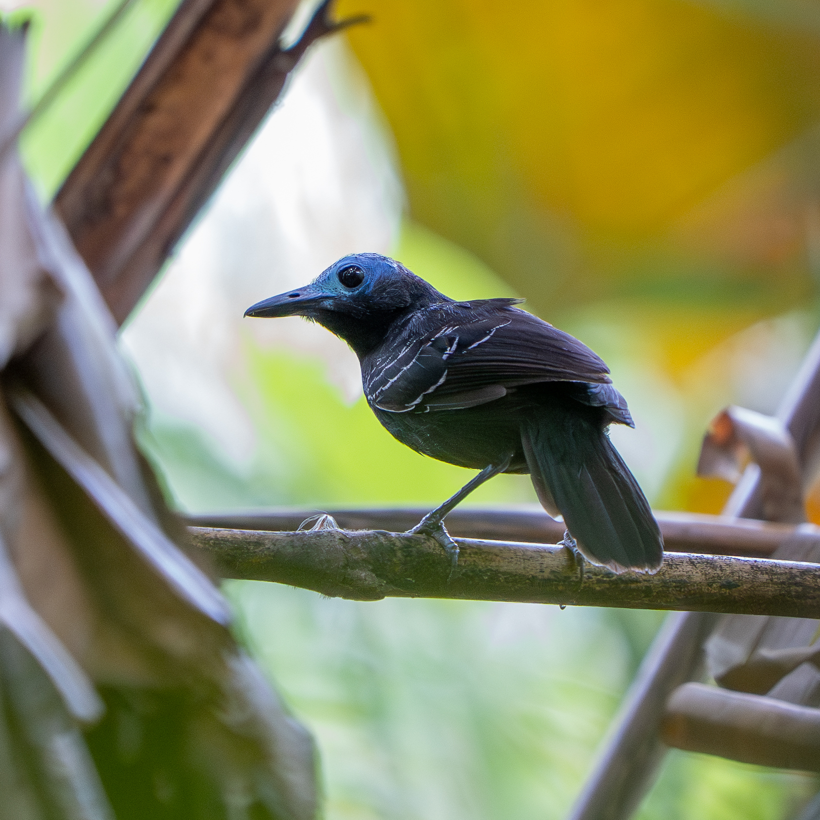 Bare-crowned Antbird (Gymnocichla nudiceps), photo 8