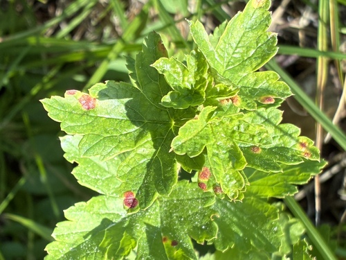 iNaturalist observation photo of white pine blister rust