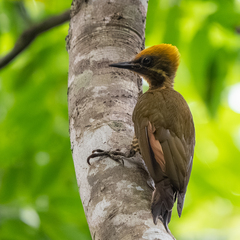 Golden-Green Woodpecker photo 3
