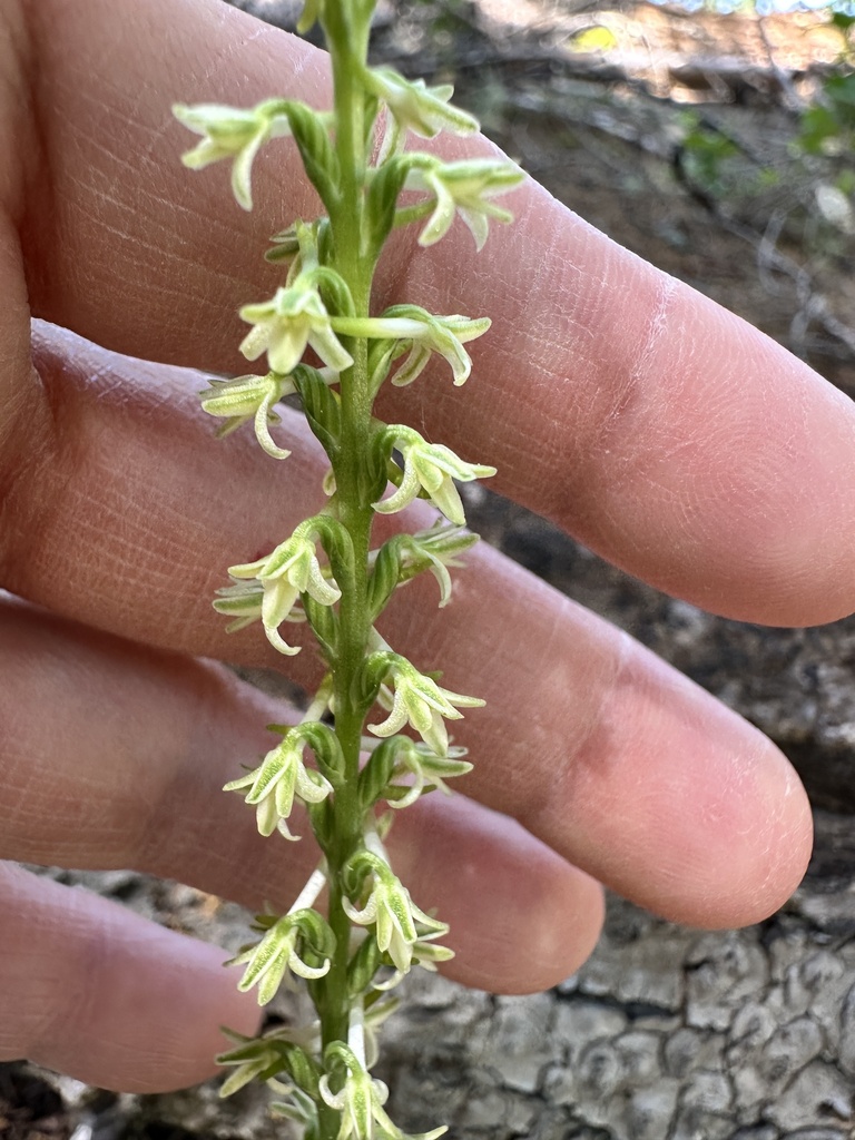 Platanthera transversa