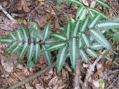 Pteris argyraea