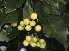 Acronychia pedunculata